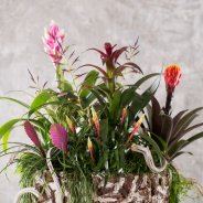 Lush plant arrangement with Bromeliads close up 2