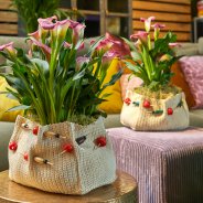 Calla plants in a cosy interior