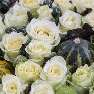 Close-up creme Decofresh rozen met natuurlijke elementen