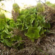 Afscheidsbloemwerk met groene snij-hortensia - Kristel van Dijk - Flower Factor