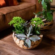 Kalanchoe in stoer interieur