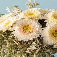 Bouquet with mini Gerbera Mi Dotti Gerardo - design by Pim van den Akker