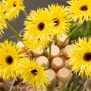 Easter bouquet with Mi Punki Indy