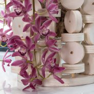 Cascade Cymbidium 'Anisa'