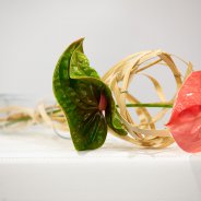 Anthuriums 'Pistache' en 'Sonate' - design Pim van den Akker - foto Nils van Houts