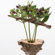 Natuurlijk najaars Alstroemeria design close-up