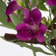 Alstroemeria 'Cleo'