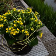 Yellow Kalanchoe - Pim van den Akker - Flower Factor