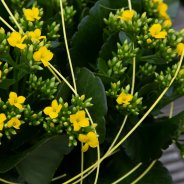 Yellow Kalanchoe - Pim van den Akker - Flower Factor