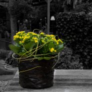 Yellow Kalanchoe - Pim van den Akker - Flower Factor