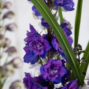 Quality4Flowers kennismakingsactie Roos 15