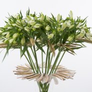 Summer design with Alstroemeria 'Frozen' close-up