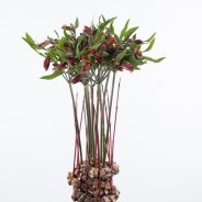 Herfstig Alstroemeria arrangement