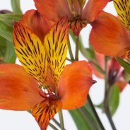 Alstroemeria 'Hiphop' close-up