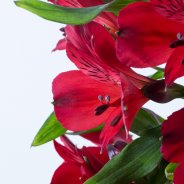 Alstroemeria 'Nirvana'