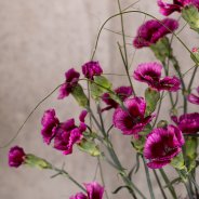TrendyDianthus vaas design Flower Factor