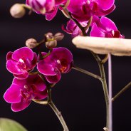 Sustainable Phalaenopsis - Van der Hoorn - Flower Factor
