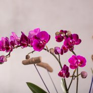 Sustainable Phalaenopsis - Van der Hoorn - Flower Factor