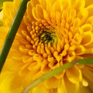 Zentoo Sorbet 'Banana'