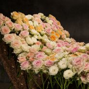 bed of spray roses 3