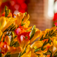 Fleuramour - #FreestyleFreesia