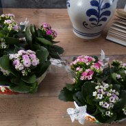 kalanchoe vintage style