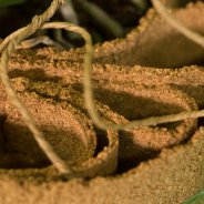 Phalaenopsis orchidee van Opti-flor in origineel design van Pim van den Akker