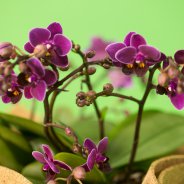 origineel orchidee arrangement door Pim van den Akker