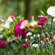 tafeldecoratie Dennis Lanzaat - Flower Factor