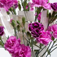 Elegant geschikt anjerboeket