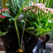 Kalanchoës with records