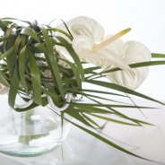 Fiore Anthuriums Moment design Pim van den Akker