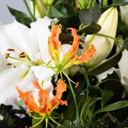 Odorless Tourega lily in jungle style