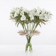 Summer design with blooming Alstroemeria 'Frozen'