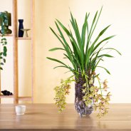 Cascade Cymbidium 'Argiro' plant arrangement