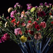 Dianthus hand-tied 2.0