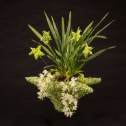 Ice Cascade Cymbidium with a Christmas feel
