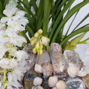Ice Cascade Cymbidium with a beachlook