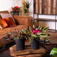Bromelia in tough interior