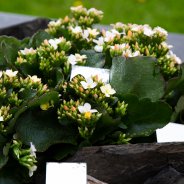 Tuintje met Garden Kalanchoës - Pim van den Akker - Flower Factor