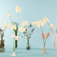 Feestelijk gedecoreerde snij Anthuriums - Flower Factor