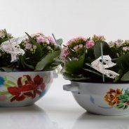 kalanchoe vintage feel
