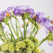 FreestyleFreesia sea style Roos vabn Unen