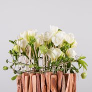 FreestyleFreesia - Kristel van Dijk - Flower Factor