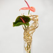 Anthuriums 'Pistache' en 'Sonate' - design Pim van den Akker - foto Nils van Houts