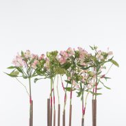 Industrial Alstroemeria design open flowers