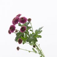 Chrysant 'Doria Currant' van Zentoo