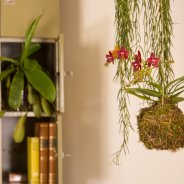 Kokedama with Opti-mini orchid