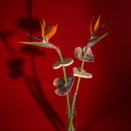 Exotic Valentine's Day present with Strelitzia