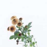 Chrysant 'Doria Salmon' van Zentoo